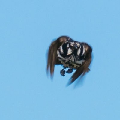 Phylidonyris novaehollandiae (New Holland Honeyeater) at Ocean Grove, VIC - 26 Sep 2018 by Petesteamer