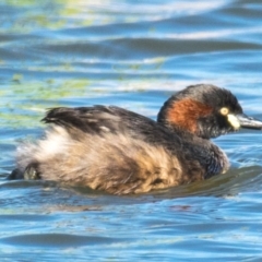 Tachybaptus novaehollandiae (Australasian Grebe) at Ocean Grove, VIC - 26 Sep 2018 by Petesteamer