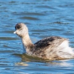 Poliocephalus poliocephalus (Hoary-headed Grebe) at Ocean Grove, VIC - 26 Sep 2018 by Petesteamer