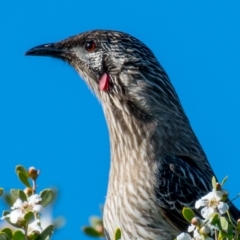 Anthochaera carunculata (Red Wattlebird) at Ocean Grove, VIC - 27 Sep 2018 by Petesteamer