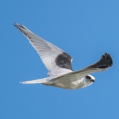 Elanus axillaris (Black-shouldered Kite) at Ocean Grove, VIC - 26 Sep 2018 by Petesteamer