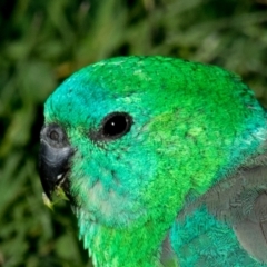 Psephotus haematonotus (Red-rumped Parrot) at Ocean Grove, VIC - 27 Sep 2018 by Petesteamer