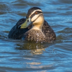 Anas superciliosa (Pacific Black Duck) at Ocean Grove, VIC - 25 Sep 2018 by Petesteamer