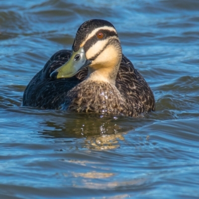 Anas superciliosa (Pacific Black Duck) at Ocean Grove, VIC - 26 Sep 2018 by Petesteamer