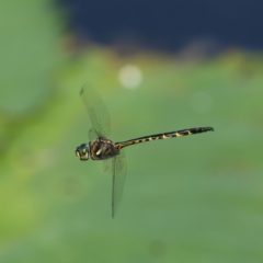 Unidentified Dragonfly (Anisoptera) at Salamander Bay, NSW - 1 Apr 2024 by Trevor