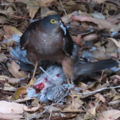 Accipiter cirrocephalus (Collared Sparrowhawk) at Curtin, ACT - 2 Apr 2024 by KMcCue