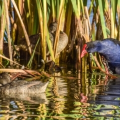 Porphyrio melanotus (Australasian Swamphen) at Ocean Grove, VIC - 10 Mar 2018 by Petesteamer