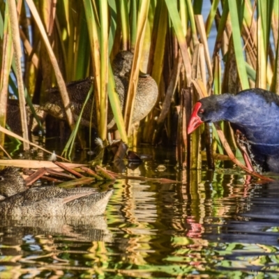 Porphyrio melanotus (Australasian Swamphen) at Ocean Grove, VIC - 11 Mar 2018 by Petesteamer