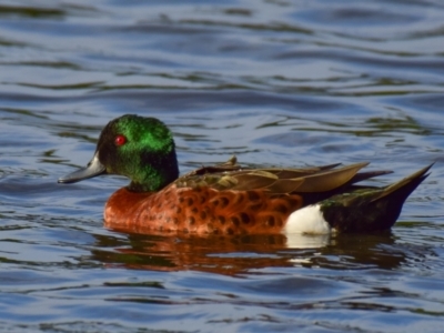 Anas castanea (Chestnut Teal) at Ocean Grove, VIC - 10 Mar 2018 by Petesteamer