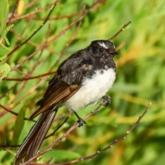 Rhipidura leucophrys (Willie Wagtail) at Ocean Grove, VIC - 11 Mar 2018 by Petesteamer