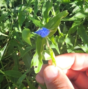 Commelina cyanea at Campbell, ACT - 2 Apr 2024 04:21 PM