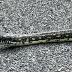 Morelia spilota spilota (Diamond Python) at Wingecarribee Local Government Area - 30 Mar 2024 by NigeHartley