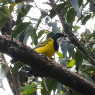 Pachycephala pectoralis (Golden Whistler) at Wingecarribee Local Government Area - 18 Mar 2024 by NigeHartley