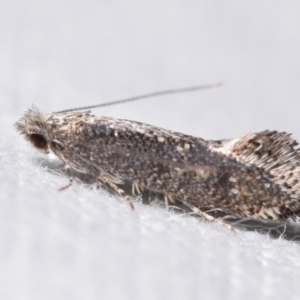 Opogona omoscopa (Detritus Moth) at QPRC LGA by DianneClarke