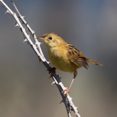 Cisticola exilis (Golden-headed Cisticola) at Guula Ngurra National Park - 19 Mar 2024 by NigeHartley