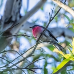 Petroica rosea (Rose Robin) at Wingecarribee Local Government Area - 2 Apr 2024 by NigeHartley