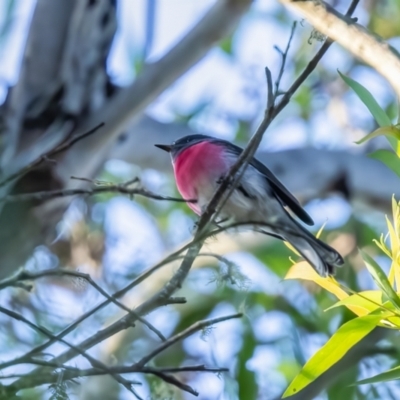 Petroica rosea (Rose Robin) at Wingecarribee Local Government Area - 2 Apr 2024 by NigeHartley