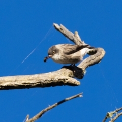 Daphoenositta chrysoptera (Varied Sittella) at Penrose - 2 Apr 2024 by NigeHartley
