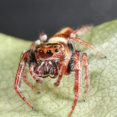 Unidentified Jumping or peacock spider (Salticidae) at Moncrieff, ACT - 9 Jun 2023 by smithga