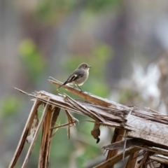 Petroica phoenicea (Flame Robin) at Bondo State Forest - 29 Mar 2024 by Wildlifewarrior80