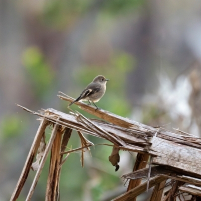 Petroica phoenicea (Flame Robin) at Goobarragandra, NSW - 29 Mar 2024 by brettguy80