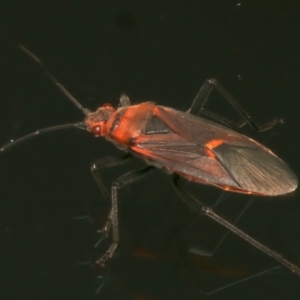 Leptocoris mitellatus at Ainslie, ACT - 1 Apr 2024