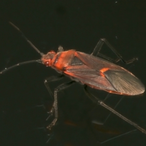 Leptocoris mitellatus (Leptocoris bug) at Ainslie, ACT by jb2602