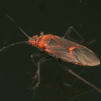 Leptocoris mitellatus (Leptocoris bug) at Ainslie, ACT - 1 Apr 2024 by jb2602