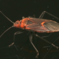 Leptocoris mitellatus at Ainslie, ACT - 1 Apr 2024