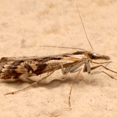 Hednota pedionoma (Pasture Webworm) at Ainslie, ACT - 2 Apr 2024 by jb2602