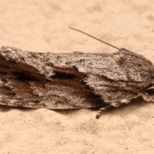 Agriophara confertella at Ainslie, ACT - 31 Mar 2024 10:30 PM