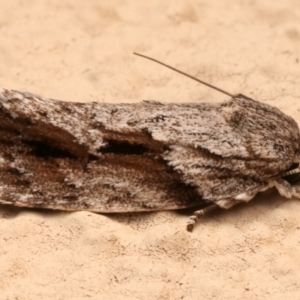 Agriophara confertella (A Concealer moth) at Ainslie, ACT by jb2602