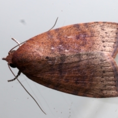 Austrocarea iocephala (Broad-headed Moth) at Ainslie, ACT - 2 Apr 2024 by jb2602