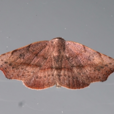 Sophta concavata (Varied Hookwing) at Ainslie, ACT - 2 Apr 2024 by jb2602