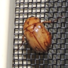 Cyclocephala signaticollis (Argentinian scarab) at Pollinator-friendly garden Conder - 11 Nov 2023 by michaelb