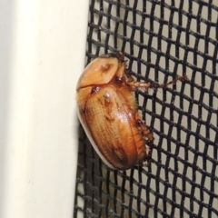 Cyclocephala signaticollis at Pollinator-friendly garden Conder - 11 Nov 2023 09:16 PM