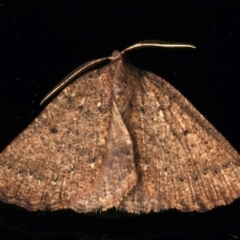 Amelora anepiscepta (Reddish Cape-moth) at Ainslie, ACT - 31 Mar 2024 by jb2602