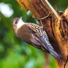 Cormobates leucophaea (White-throated Treecreeper) at Labertouche, VIC - 22 Jun 2022 by Petesteamer