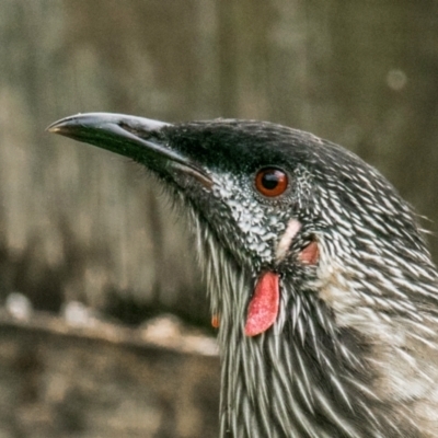 Anthochaera carunculata (Red Wattlebird) at Labertouche, VIC - 30 Mar 2022 by Petesteamer