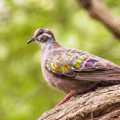 Phaps chalcoptera (Common Bronzewing) at Labertouche, VIC - 11 Mar 2022 by Petesteamer