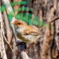 Malurus cyaneus (Superb Fairywren) at Labertouche, VIC - 14 Mar 2022 by Petesteamer