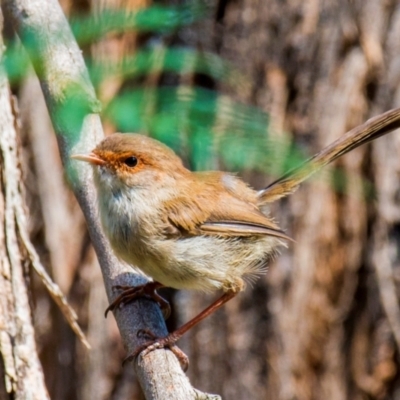 Malurus cyaneus (Superb Fairywren) at Labertouche, VIC - 14 Mar 2022 by Petesteamer