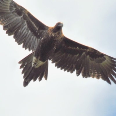 Aquila audax (Wedge-tailed Eagle) at Labertouche, VIC - 7 Jul 2013 by Petesteamer