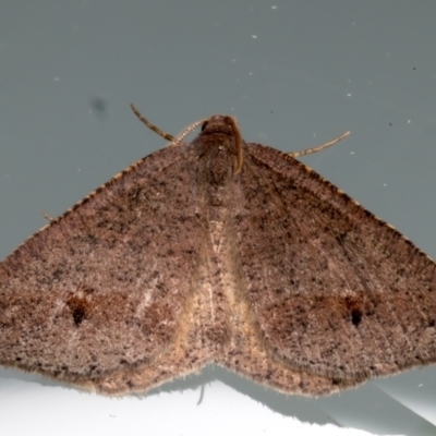 Parosteodes fictiliaria (Dodonaea Moth) at Ainslie, ACT - 31 Mar 2024 by jb2602