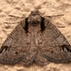 Austroterpna paratorna (Rounded Grey (Geometrinae)) at Ainslie, ACT - 31 Mar 2024 by jb2602
