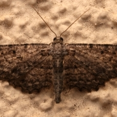 Psilosticha pristis (Little Brown Bark Moth) at Ainslie, ACT - 1 Apr 2024 by jb2602