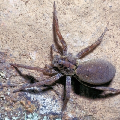 Unidentified Wolf spider (Lycosidae) at Moncrieff, ACT - 5 Nov 2022 by smithga