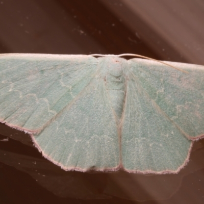 Prasinocyma semicrocea (Common Gum Emerald moth) at Ainslie, ACT - 31 Mar 2024 by jb2602