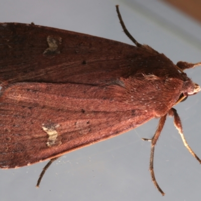 Diarsia intermixta (Chevron Cutworm, Orange Peel Moth.) at Ainslie, ACT - 2 Apr 2024 by jb2602