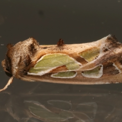 Cosmodes elegans (Green Blotched Moth) at Ainslie, ACT - 31 Mar 2024 by jb2602